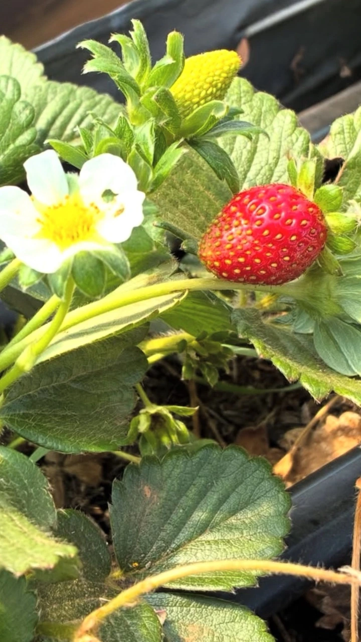 Seleção de frutas para geleias artesanais