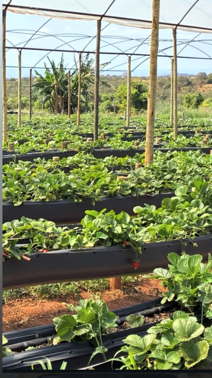 Frutas selecionadas para as geleias artesanais Senhora Coquinaria